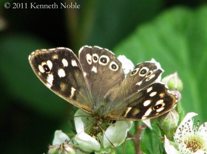 speckled wood (Pararge aegeria) Kenneth Noble